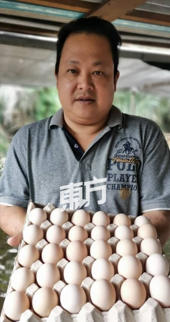 給雞喝靈芝水下靈芝蛋　蛋農看好靈芝蛋潛力