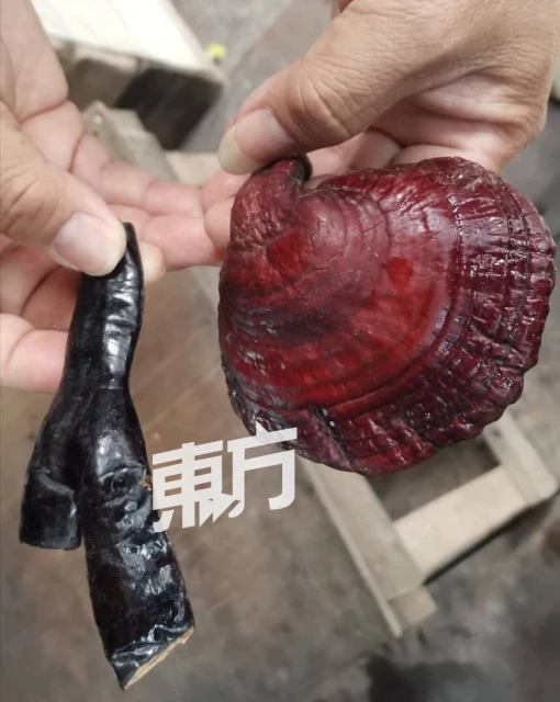 給雞喝靈芝水下靈芝蛋　蛋農看好靈芝蛋潛力