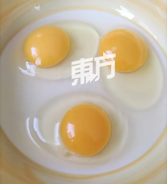 給雞喝靈芝水下靈芝蛋　蛋農看好靈芝蛋潛力