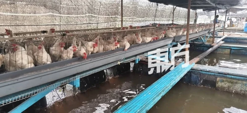 給雞喝靈芝水下靈芝蛋　蛋農看好靈芝蛋潛力