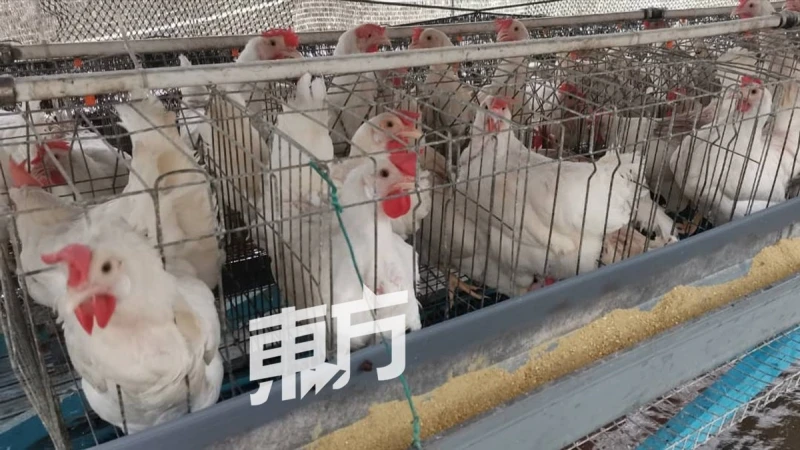 給雞喝靈芝水下靈芝蛋　蛋農看好靈芝蛋潛力