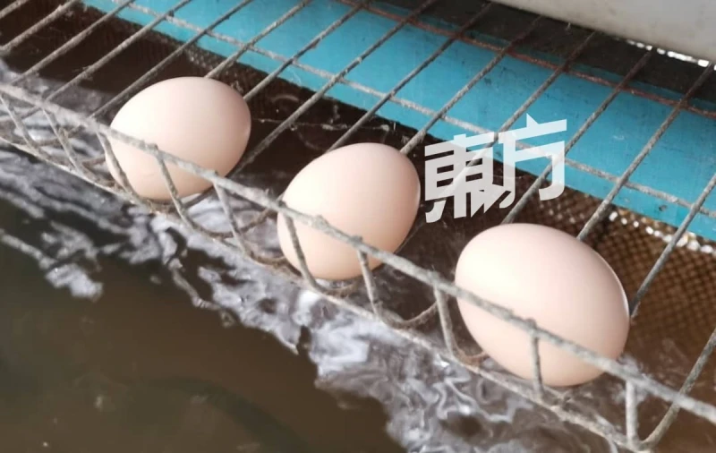 給雞喝靈芝水下靈芝蛋　蛋農看好靈芝蛋潛力