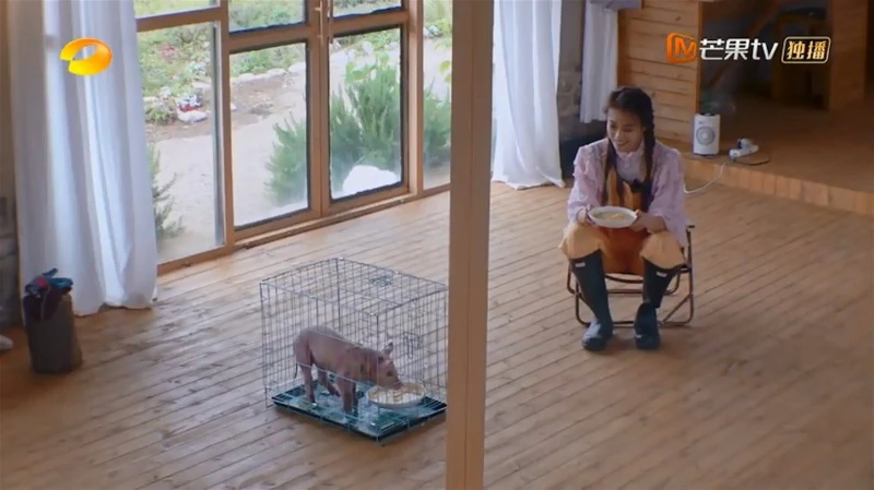 在綜藝節目「吃豬糧」掀爭議　容祖兒還原：體驗養豬試吃很正常