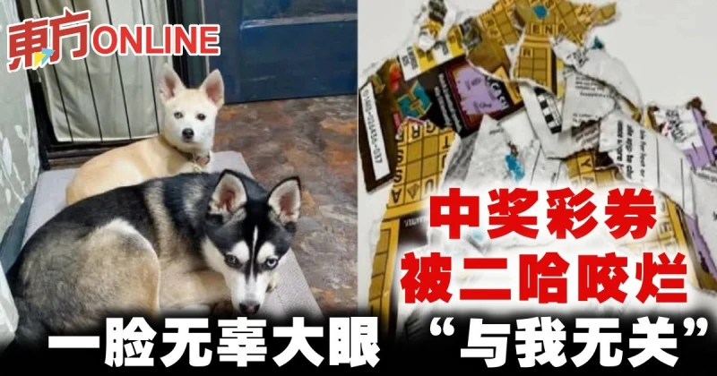 中獎彩券被二哈咬爛　一臉無辜大眼 「與我無關」