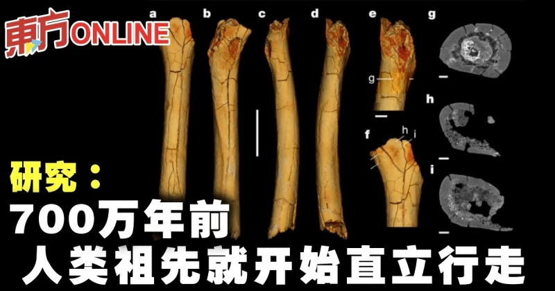 研究：700萬年前人類祖先就開始直立行走