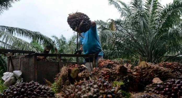 祖萊達：棕油未來依舊光明　種植者受促聚焦長期前景