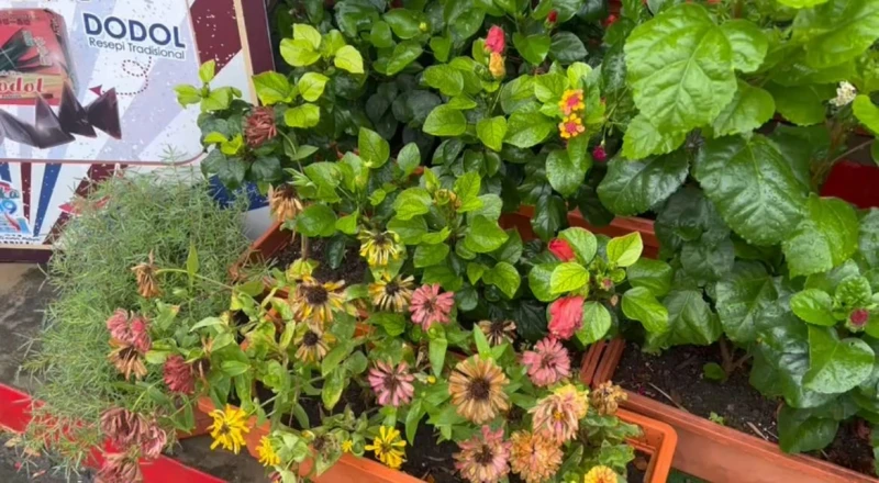 明目張膽把店外盆栽抱上車　「偷花伯」行徑讓商家感無奈