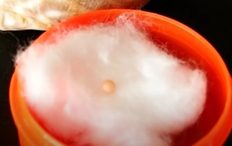 情侶到烤肉店慶生　吃出價值上萬罕見「珍珠之王」