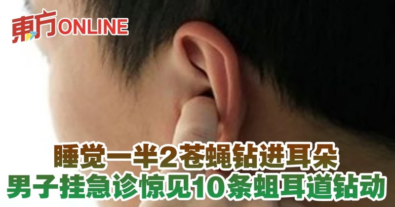 睡覺一半2蒼蠅鑽進耳朵　男子掛急診驚見10條蛆耳道鑽動