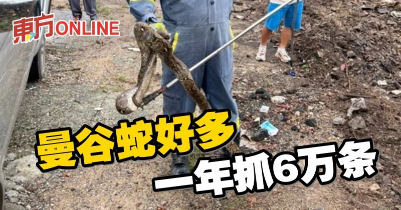 曼谷蛇好多　一年抓6萬條