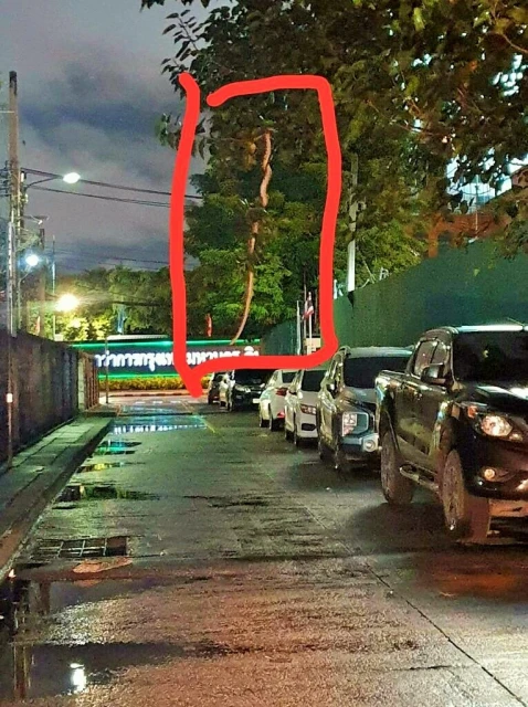 曼谷蛇好多　一年抓6萬條