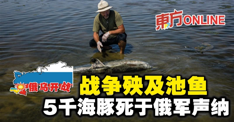 【俄烏開戰】戰爭殃及池魚　5千海豚死於俄軍聲納