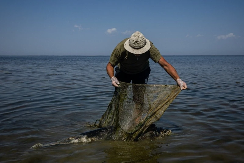 【俄烏開戰】戰爭殃及池魚　5千海豚死於俄軍聲納