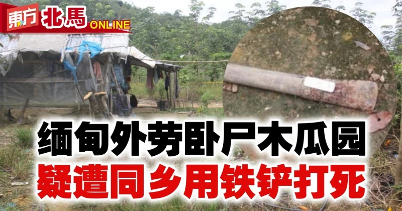 緬甸外勞臥屍木瓜園　疑遭同鄉用鐵鏟打死