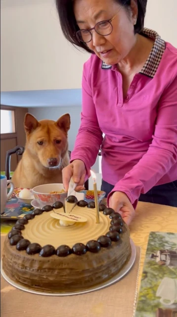 親喂愛犬吃巧克力蛋糕　汪明荃惹網民狠批：狗狗不能吃！