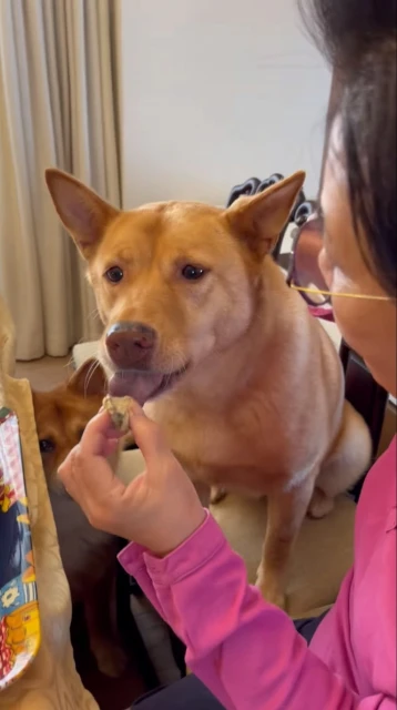 親喂愛犬吃巧克力蛋糕　汪明荃惹網民狠批：狗狗不能吃！