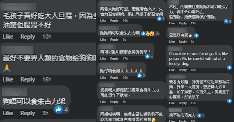 親喂愛犬吃巧克力蛋糕　汪明荃惹網民狠批：狗狗不能吃！
