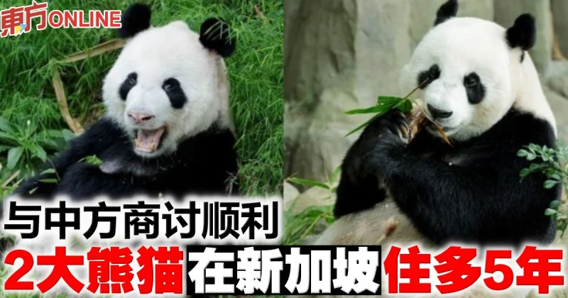 與中方商討順利　2大熊貓在新加坡住多5年