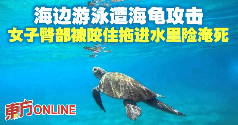 海邊游泳遭海龜攻擊　女子臀部被咬住拖進水裡險淹死