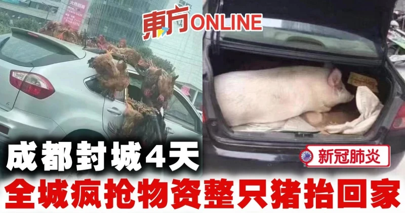 【新冠肺炎】成都封城4天　全城瘋搶物資整隻豬抬回家