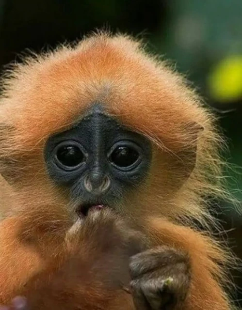 野生物局：禁捕捉或殺害 栗紅葉猴屬受保護動物