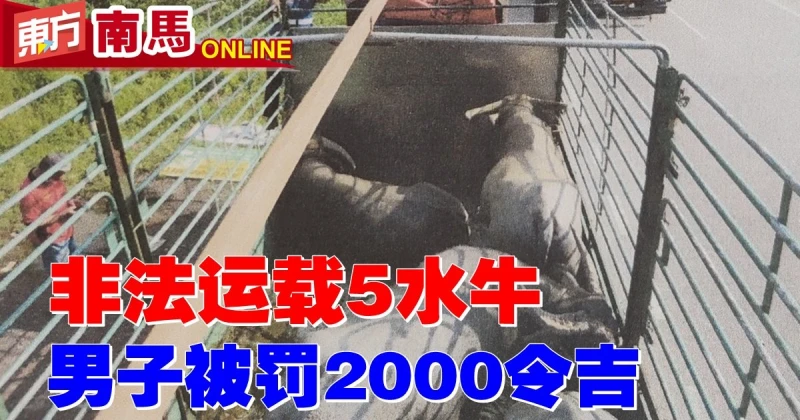 非法運載5水牛　男子被罰款2千
