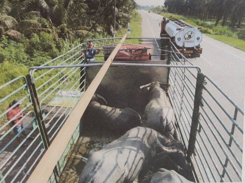 非法運載5水牛　男子被罰款2千