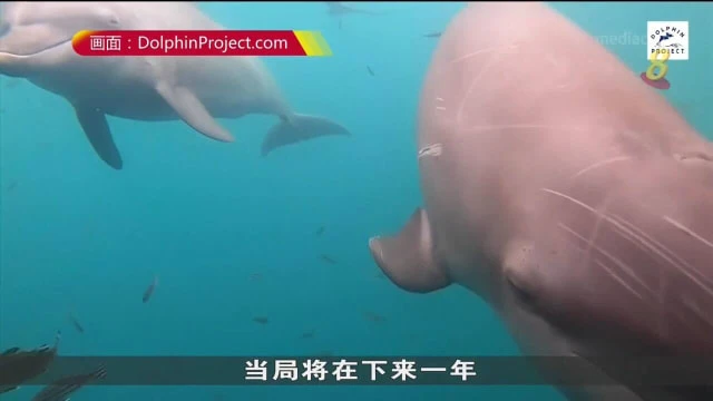 印尼三隻寬吻海豚在當地政府支持下重獲自由