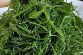 州政府原則上同意擴大水產養殖工業區 西巴迪水域更大區域用于海藻養植