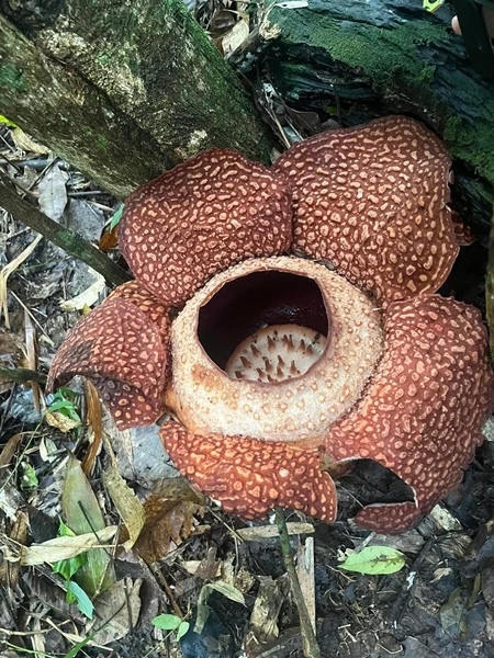 丹南民眾紛涌 觀賞野生萊佛士花