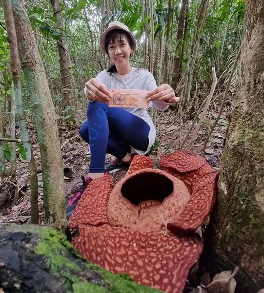 丹南民眾紛涌 觀賞野生萊佛士花