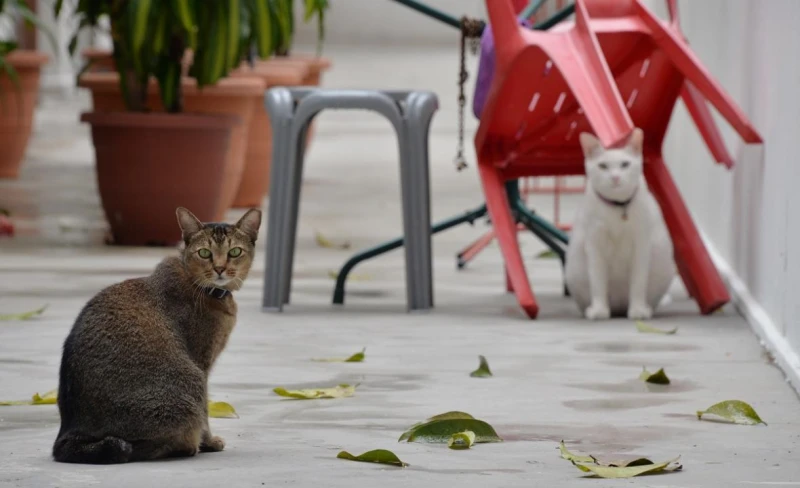 當局正探討放寬條例，允許居民在組屋單位內「光明正大」養貓