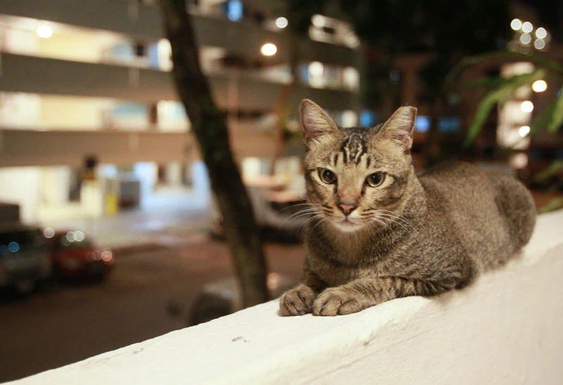 當局正探討放寬條例，允許居民在組屋單位內「光明正大」養貓