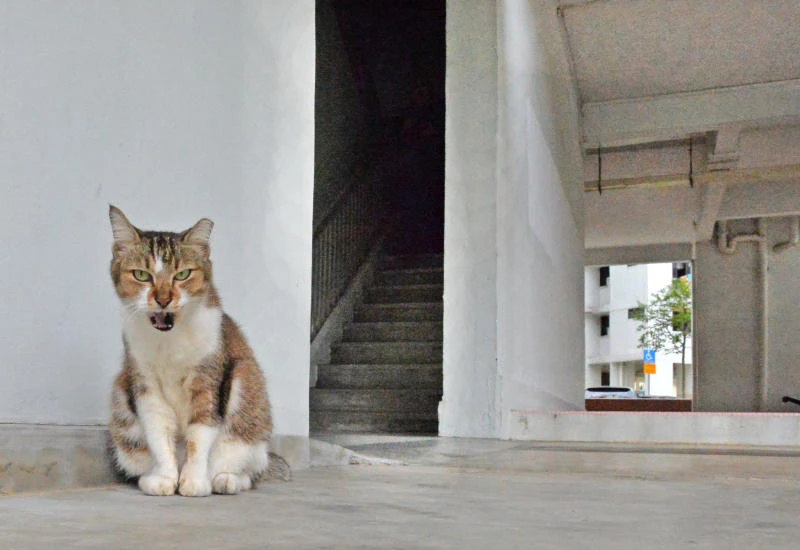 當局正探討放寬條例，允許居民在組屋單位內「光明正大」養貓
