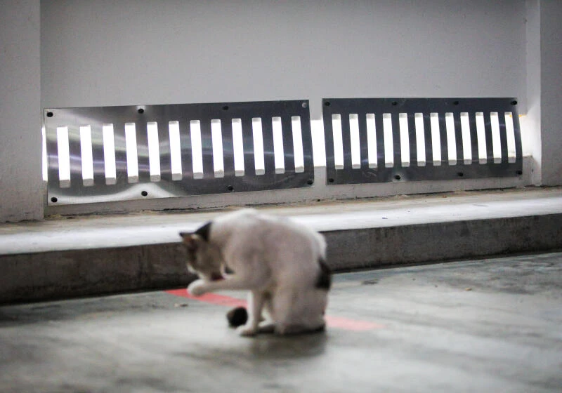 當局正探討放寬條例，允許居民在組屋單位內「光明正大」養貓