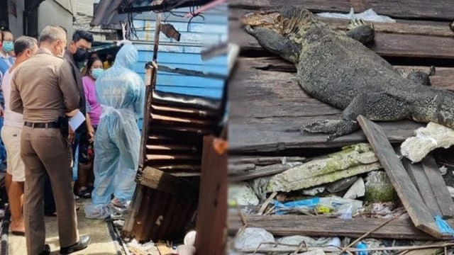 泰男陳屍住家無人發現 數隻四腳蛇飽餐一頓