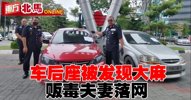 車后座被發現大麻　販毒夫妻落網