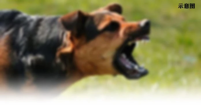 沙巴年輕女遭野狗攻擊  失血過多倒斃路口