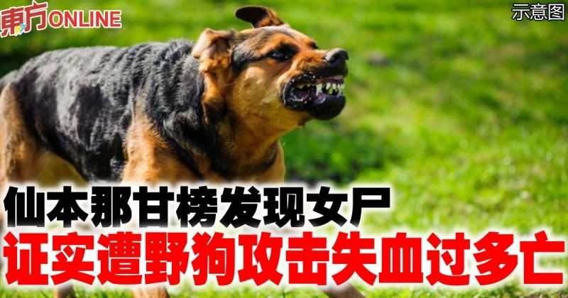 仙本那甘榜發現女屍　證實遭野狗攻擊失血過多亡