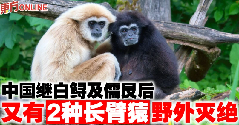 中國繼白鱘及儒艮後　又有2種長臂猿野外滅絕
