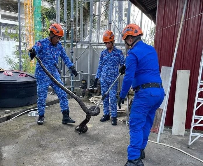 百林吉丁岸住宅  發現長約15尺蟒蛇