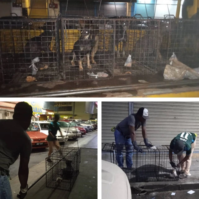 女子遭野狗攻擊咬死 仙展開大規模捕狗行動