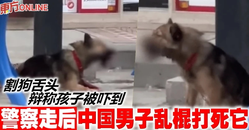 割狗舌頭...辯稱孩子被嚇到　警察走後男子亂棍打死它