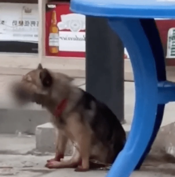 割狗舌頭...辯稱孩子被嚇到　警察走後男子亂棍打死它