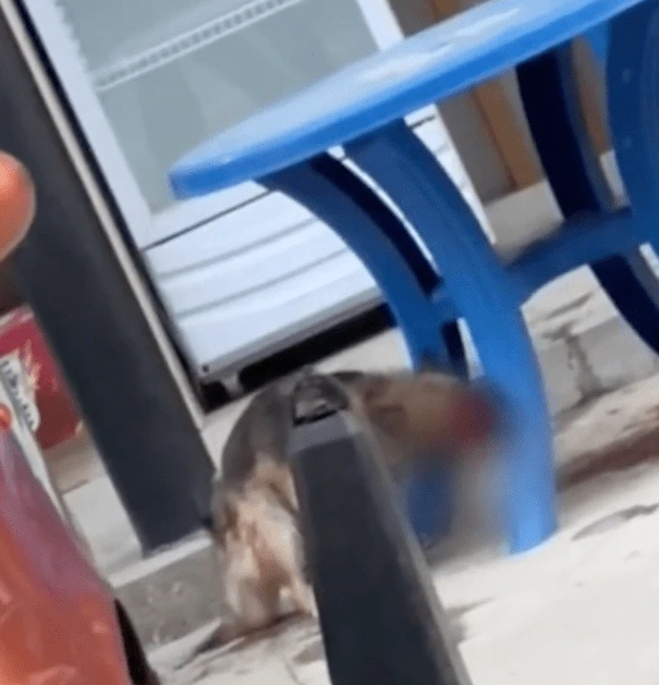 割狗舌頭...辯稱孩子被嚇到　警察走後男子亂棍打死它