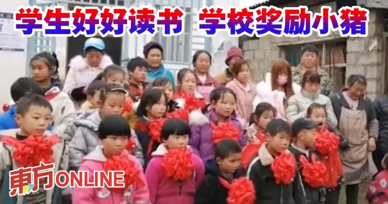 學生好好讀書　學校獎勵小豬