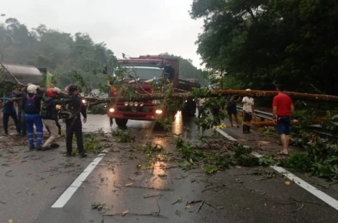 兼職後雨中騎摩哆趕路 大學生被倒下大樹壓死