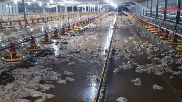 泰國暴雨造成突發山洪 養雞場14萬隻雞被淹死