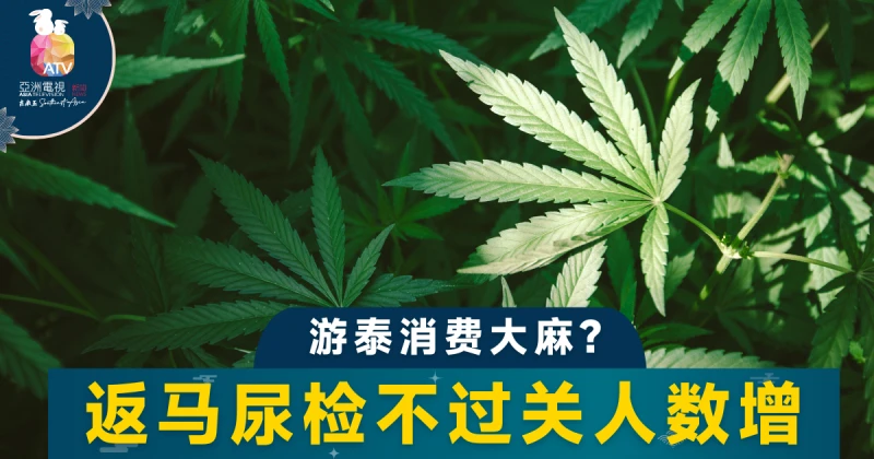 泰大麻合法化惹禍？ 20%大馬人回國呈陽