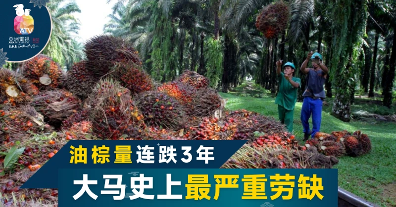 勞缺105年來最嚴重 大馬棕油量連3年下跌